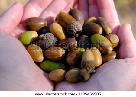 green and brown acorns