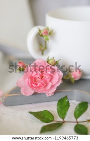 Gentle pink spray rose on a blurred background.