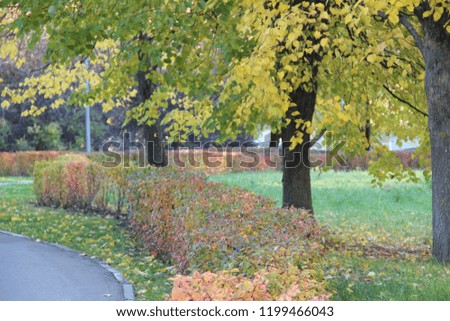 beautiful autumn landscape in the Park