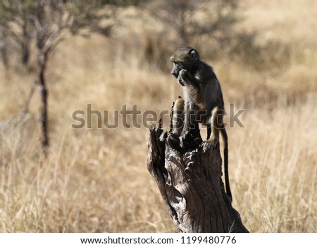 Baboon contemplating, sitting on tree stump head resting on fist