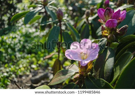 soft purple blossoms in spring on a green background