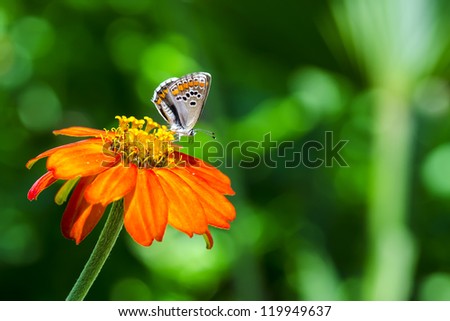 Little colorful butterfly on the orange flower in front of the green vivid background