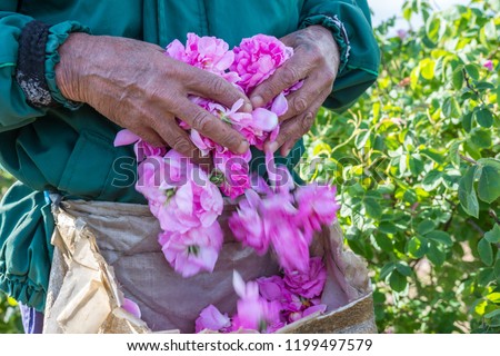 Man and picked by him fresh pink roses (Rosa damascena) for perfumes and rose oil in garden on a bush during spring. Close up view of his cracked hands. Selective focus. Agricultural concept. Royalty-Free Stock Photo #1199497579