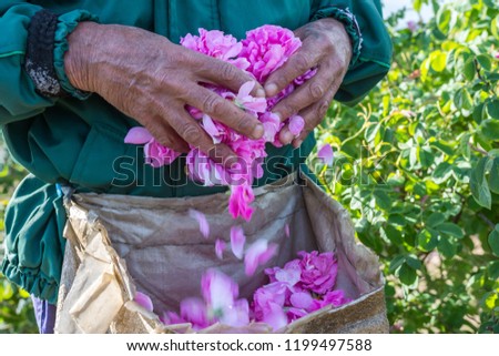 Man and picked by him fresh pink roses (Rosa damascena) for perfumes and rose oil in garden on a bush during spring. Close up view of his cracked hands. Selective focus. Agricultural concept. Royalty-Free Stock Photo #1199497588