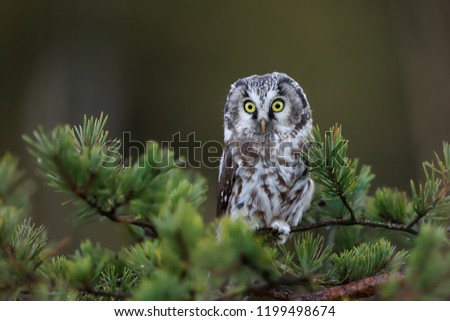 Close -up portrait of tiny brown owl with shining yellow eyes and a yellow beak in a beautiful natural environment. Boreal Owl known also as Tengmalm‘s Owl or Richardson's Owl, Aegolius funereus. Royalty-Free Stock Photo #1199498674
