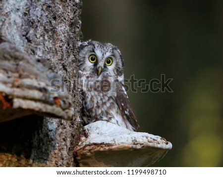 Close -up portrait of tiny brown owl with shining yellow eyes and a yellow beak in a beautiful natural environment. Boreal Owl known also as Tengmalm‘s Owl or Richardson's Owl, Aegolius funereus.
