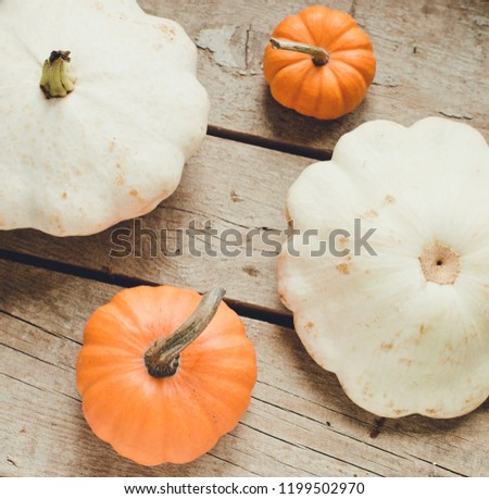 Pumpkin and squash close up/toned photo