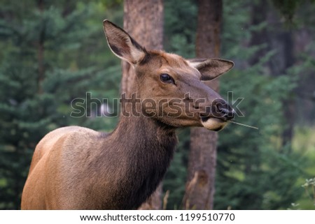 Closeup of a female elk in Jasper national park