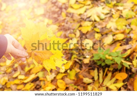 Beautiful autumn background with golden maple leaves in the woman hand, shallow depth of the field, toned photo.