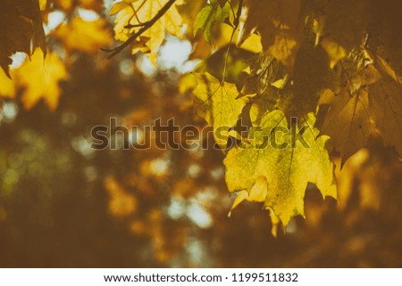Beautiful autumn background with golden maple leaves in the city park, toned photo, shallow depth of the field