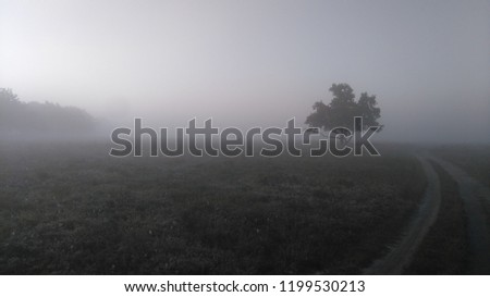 The heather of Bussum, The Netherlands "Bussumer Heide", on a misty morning.