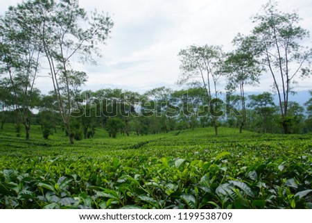 Tea Plantation, Lawang, Malang, East Java, Indonesia