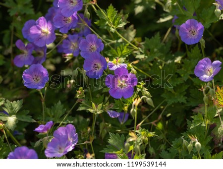Color outdoor floral image of a shrub of wide open violet blue  and pink geranium / cranesbill blossoms on natural blurred background taken on a sunny summer day