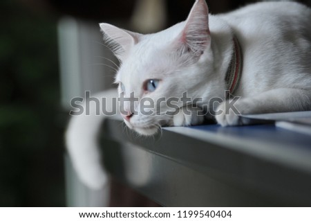 Siamese cat is the Thai domestic cat, very cute and smart pet in house, beautiful white cat and blue eye, pet in house concept, feeling lonely conceptual photography