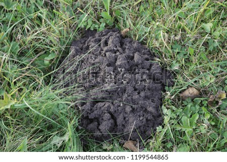 Mole hills in the grass, close up