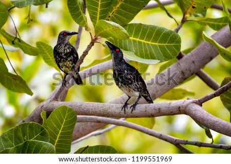 Asian glossy starling (Aplonis panayensis) in Penang, Malaysia