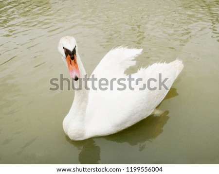 Goose swimming in the lake
