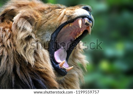 Lion roaring zoo Royalty-Free Stock Photo #1199559757
