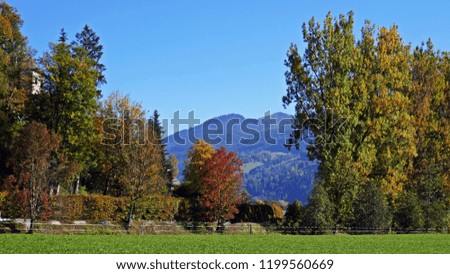 beautiful view with autumn colors and clear blue sky
