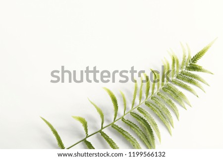 Fresh fern branch green leaves isolated on white background for creative layout made of leaf nature.