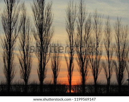 Trees with the sunset