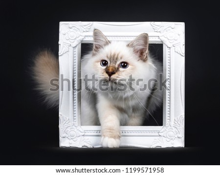Beautiful tabby point Sacred Birman cat kitten stepping with white paw through a white picture frame looking to the side, isolated on black background