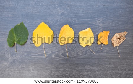 Life cycle of leaves on the wooden background. Color of leaves in autumn from green and yellow to brown