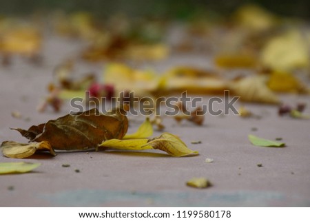 Autumn seaso leaves