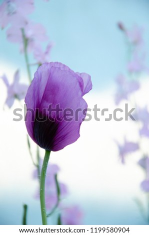 Lilac poppy flower in early summer on natural blue background. 