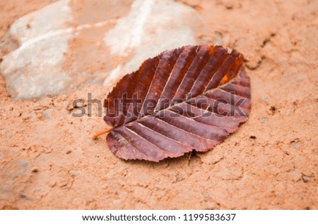 Beautiful background with one brown leaf in the middle. Nice bright colors highlight the season. Autumn outdoors. A picture close-up.