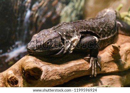 Beautiful Black Mexican dragon, iguana Wigmann, Stenosura pectinate sitting on a branch close up