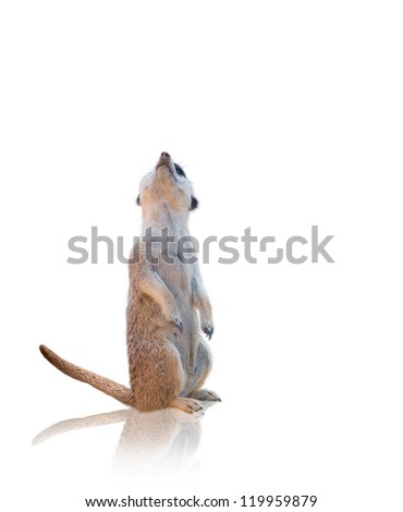 Meerkat Animal Sitting Isolated On White Background