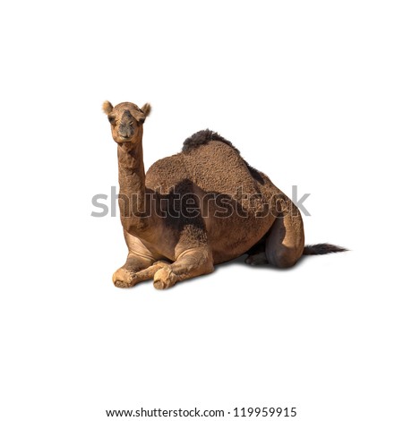 Camel Sitting Isolated On White Background Royalty-Free Stock Photo #119959915