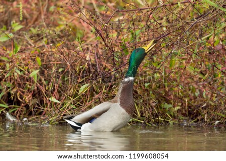 Mallard duck eating some berry in autumn