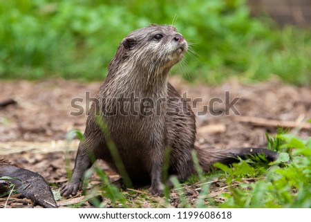  a lone otter