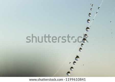 Water drops on cobweb, macro. Dew droplets on spiderweb, closeup 