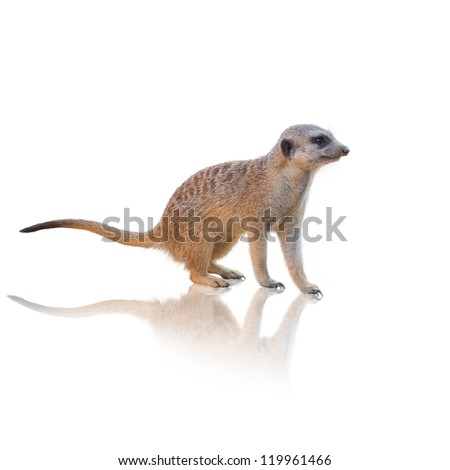 Meerkat Walking Isolated On White Background