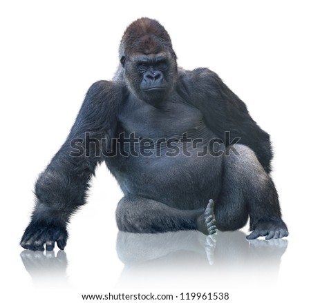 Silverback Gorilla Sitting Isolated On White Background