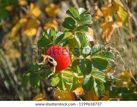 Fruit of wild rose. Picture was taken in Lithuania during autumn, 