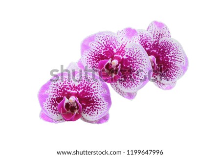 Orchid flower white violet on white  background