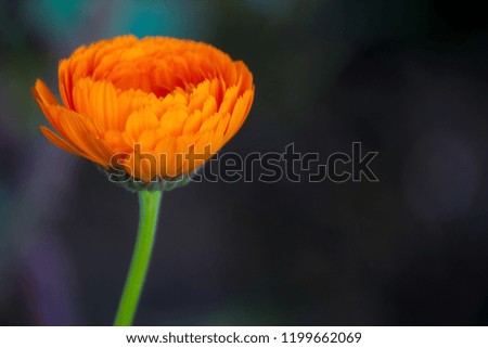 Orange calendula officinalis beautiful flower