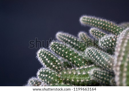 Brightly green cactus with white little spiny bunnies on a black background. Chamaecereus silvestris