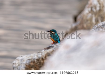 Common kingfisher (Alcedo atthis) known as the Eurasian kingfisher river kingfisher is a smallest kingfisher of 13 specie the bird live by river, pond, sea shore  it feed on fish with (grain added)