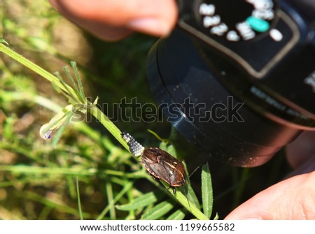A man take a picture of rown marmorated stink bug on a green leaf with its eggs