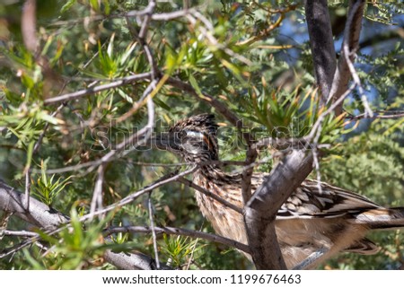 Close up of a colorful roadrunner in a desert willow tree hunting for food. A symbol of the American Southwest this beautiful road runner bird was found in Pima County, Tucson, Arizona in Autumn 2018.