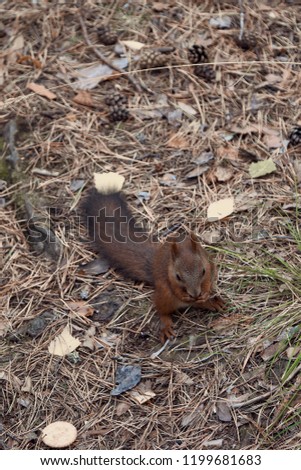 
Squirrel sitting on the grass and eating in a national park Stolby in Siberia.