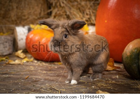 rabbit linography in the scenery from hay pumpkins autumn leaves
