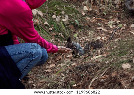 Man feeds a squirrel from his hand in the national park Stolby
