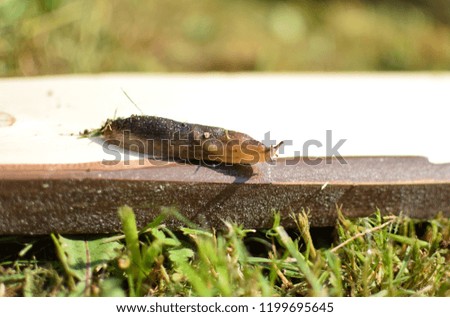 Close-up. Slug crawling on a wooden board. Summer sunny day.