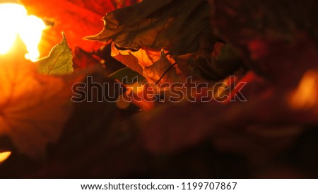 Macro shot of various dry autumn leaves with a warm evening sunset light glow behind them. Close-up shows the detail of the leaves while leaving most of the background purposely out of focus.